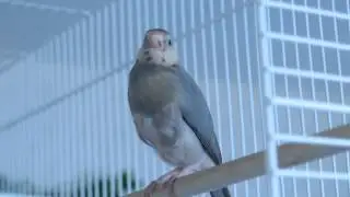 Young Java finch singing lessons