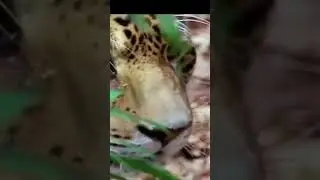 Lion vs Monkey Bloody Clash