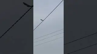 Kestrel flying away #shorts