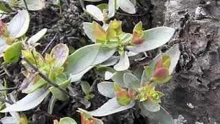 Penstemon Barrettiae, Catherine Creek, Washington, 2021