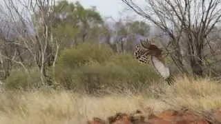 My Nemesis the Spotted Harrier (Circus assimilis)