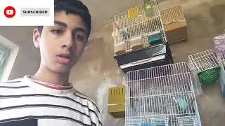 ركبت الطيور البيروش العش وفرقت طيور الكناري قدمت لهم البيض تفرجوا في الفيديو  حتى الاخير ❤🐦🤝