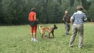 Дрессировка малинуа/Барт Беллон дрессировка