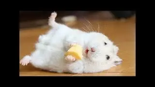 Hamster Maze run #comedy #funny #comedyshorts