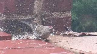 Common Redpoll ... in St. Louis!--NARRATED