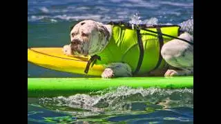 Ahead of the Wave--Dog Surfing in San Diego