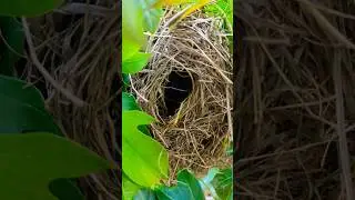 Birds Nest 🪹🐦#birdifarm #birds #shorts #ytshorts #nest