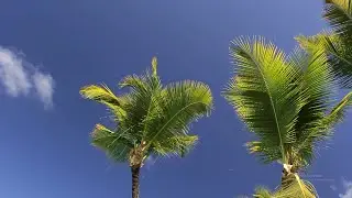 4k - Animals in Punta Cana - Dominican Republic