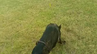 Jasper training IPO tracking