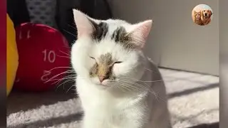 🐱💔 No One Wanted This DWARF Kitten Until She Found Her Forever Mom | Tails_h2me