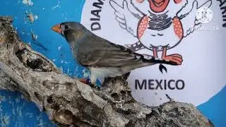 Diamante mandar&iacute;n mejillas negras o ancestral 