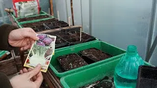 Growing Plants From Seeds - No Green Thumb needed! (March 2021)