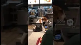 This mcdog is very good at his job #unreal #shortsviral #ytshorts #funny #dog #mcdonalds #brainrot