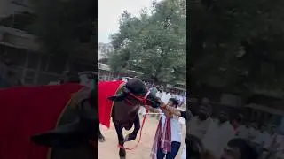 Bull lifting 🔥Yadav&rsquo;s Sadar Festival 😱#yadav #sadar #diwali #bull #bulllifting #trendingshorts