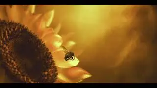 sunflower BGM