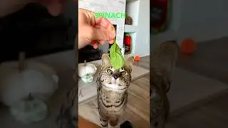 Having my cats try human food 😋#cats