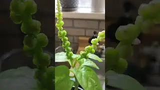 Spinach growing indoors #plantcare #greenthumb #paulanatorsplantcare