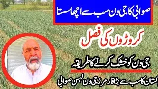 high yield profitable crop farming G1 garlic / how to dry G1 garlic / G1 Garlic complete information