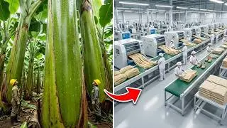 Inside The Banana Stem Fiber Factory | Making Clothes, Shoes & Bed Sheets (Advanced Technology)