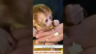 Baby Monkey found in river/Animal lovers