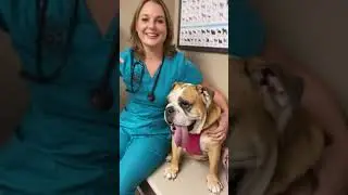 Worlds longes dog tongue! #bulldog #dogtongue #dogvideosfunny
