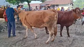 Barang Sepi‼️Update terbaru sapi lemu || Pasar sapi Tertek pare kediri ||