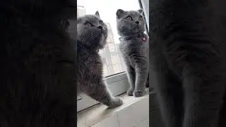 oh wait a minute 😍🥺 #cat#cute#گربه#meow