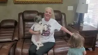SOLD Jasmine female Labradoodle est adult weight 20 lbs on sale $899