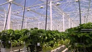 RTL Kidsjen - Jong Fruit