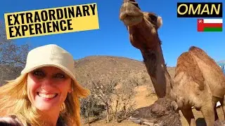 I Show You a Baby Camel First Steps (Oman) 🇴🇲