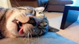 Funny Cats Sleeping - Funny Cute Cats Compilation - Sleeping Cats Part 2