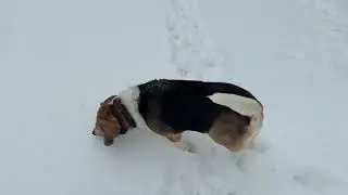 Rooting in the snow