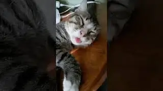 sleep in style 2.0 | buruknya laa tidur | cat | kucing