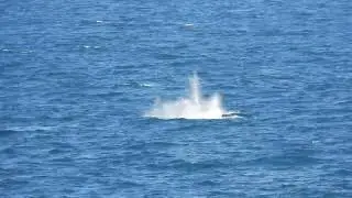 Young Humpback whale jumping.