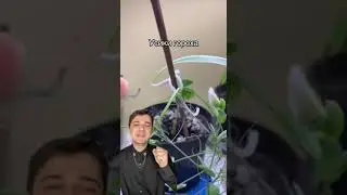 Усики гороха | СМИТАП | #shorts #егэ #биология #школа #животные
