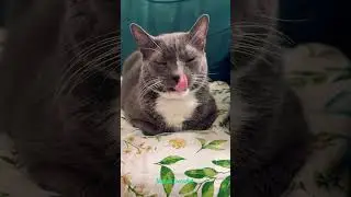 Because I Napped #art #funny #music #cutecat #cat #pets #funnycats #catshorts #cute #catlife