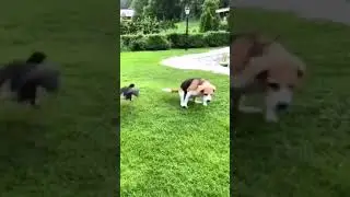 Crow vs Dog funny video #short