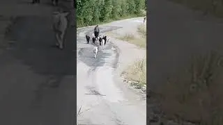 Otlak ke&ccedil;i ve &ccedil;oban (🐐)