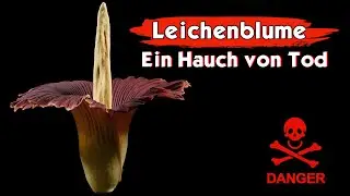Die Leichenblume -  Wie der faulige Geruch ihre Opfer anlockt!