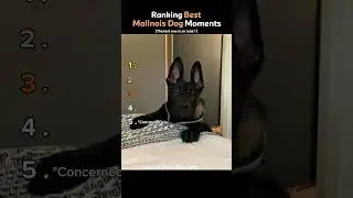 Ranking Best Malinois Dog Moments 🐕🔥 (You Won’t Believe No.1) #shorts