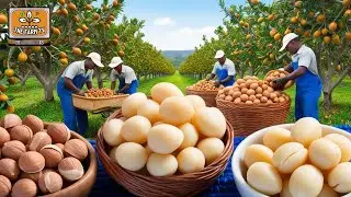 The QUEEN of NUTS! Discover Brazil's MACADAMIA production!