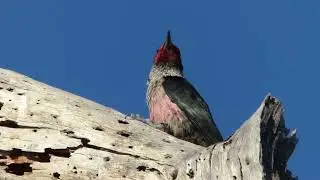 Lewis's Woodpecker - Lake Los Carneros - Oct 23, 2025