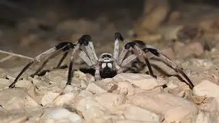 Cerbalus aravaensis - Largest huntsman spider in the Middle East, discovered to science in the 2000s