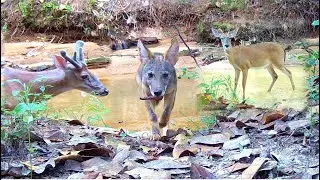 Trail Camera Setup and Pickup: Wildlife Down in the Holler