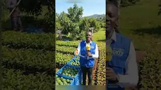 Where to Buy Hass Avocado seedlings in Tanzania #hassavocado #avocadofarming #farmingedit