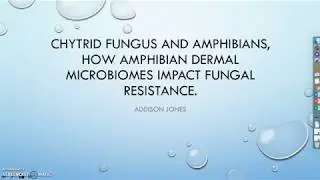 Chytrid Fungus