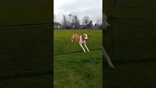 #thepitbulldiaries #flyingdog flyingdog