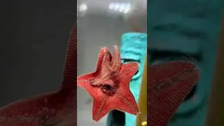 Real Starfish Are Actually Predators 😱 #animals#Friendship #Us#Starfish