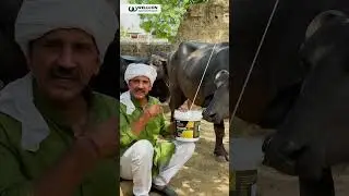 रोज़ दे रहे हो Calcium, फिर भी फायदा नहीं?
