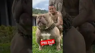 dog. Pitt bull dangerous.bog for smile😁🙏👍❤️ bog baby dog playing.broun Pitt bull#trending#shortsfeed